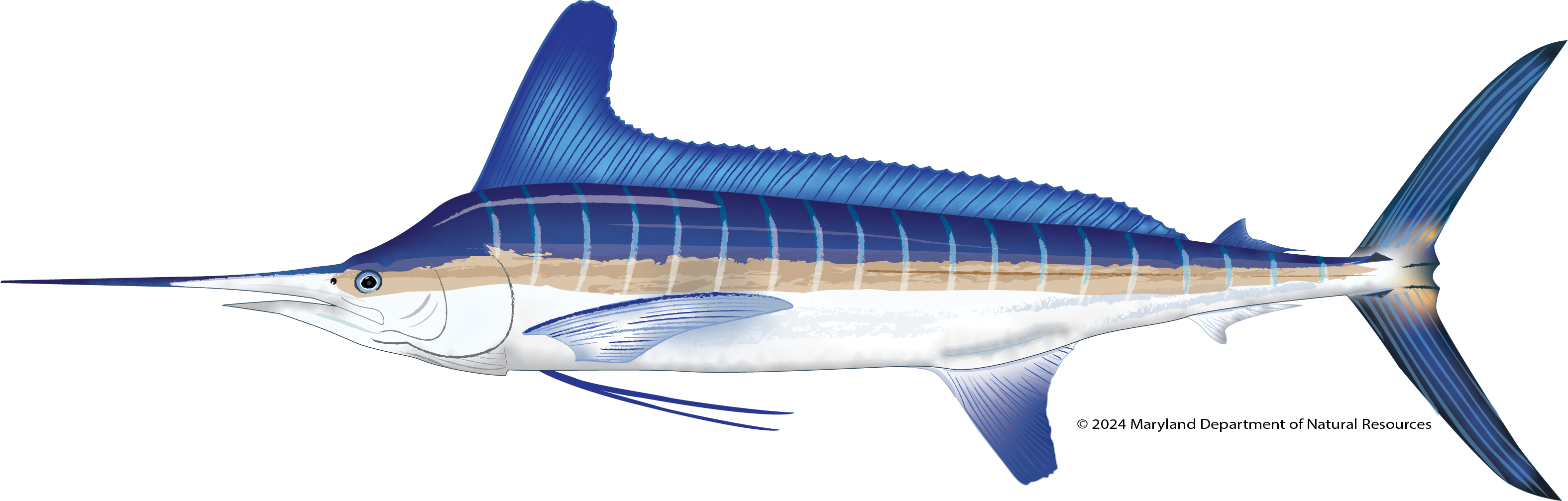 Roundscale Spearfish