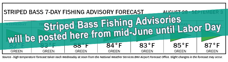 Image of Striped Bass 7-Day Fishing Advisory Forecast, showing yellow flag days Wednesday through Friday, and Tuesday; and green flag days Saturday through Monday