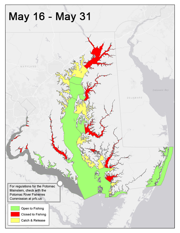 Image of map of open fishing areas in the Chesapeake Bay