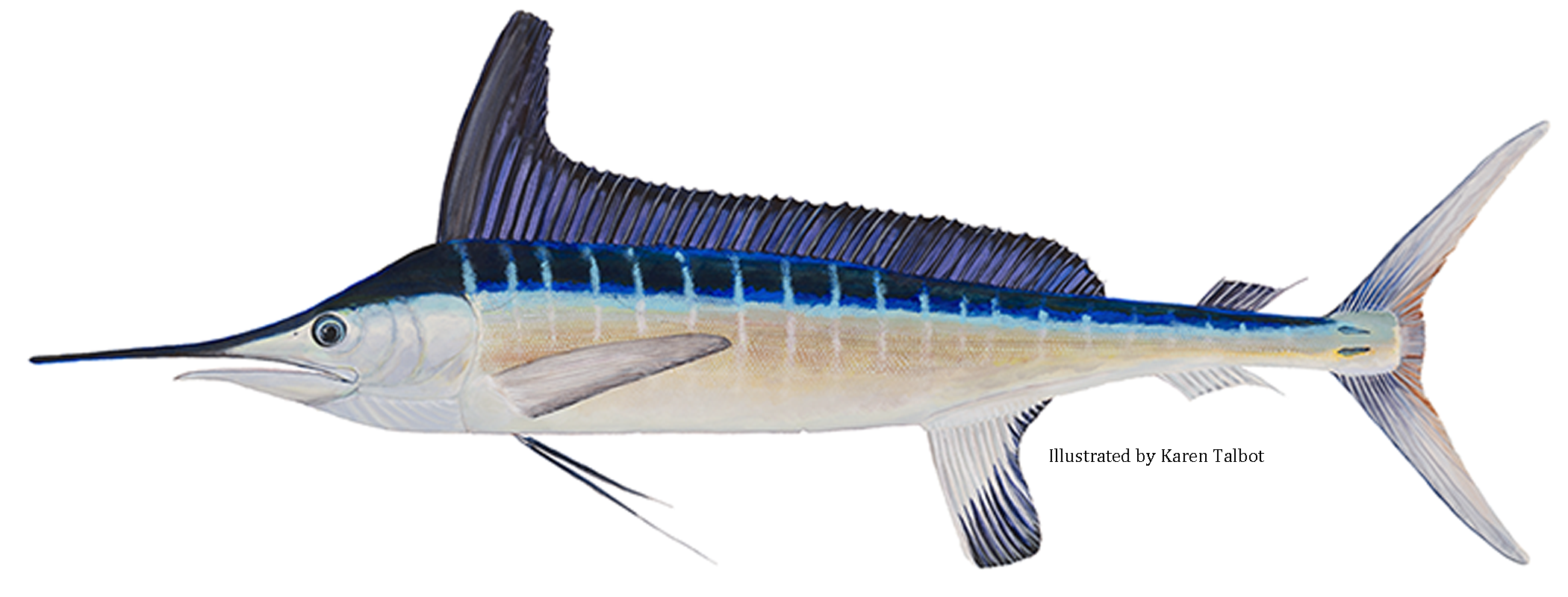 Roundscale Spearfish