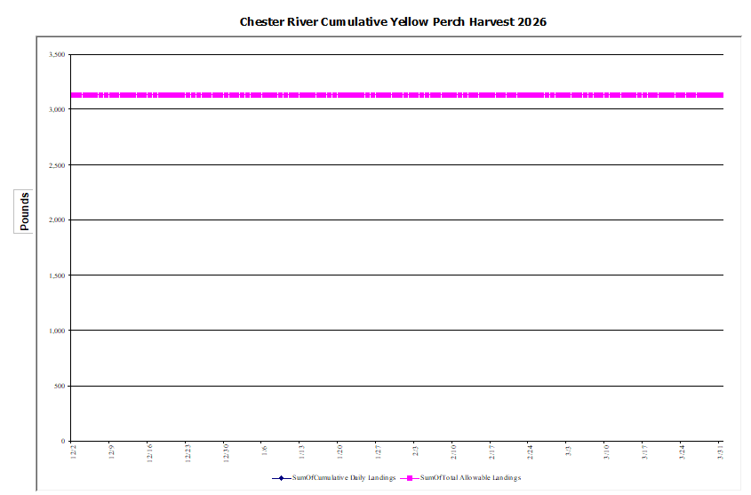 Commercial Chester River Yellow Perch Harvest
