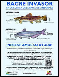 invasive catfish poster_Letter2020_ESP.jpg