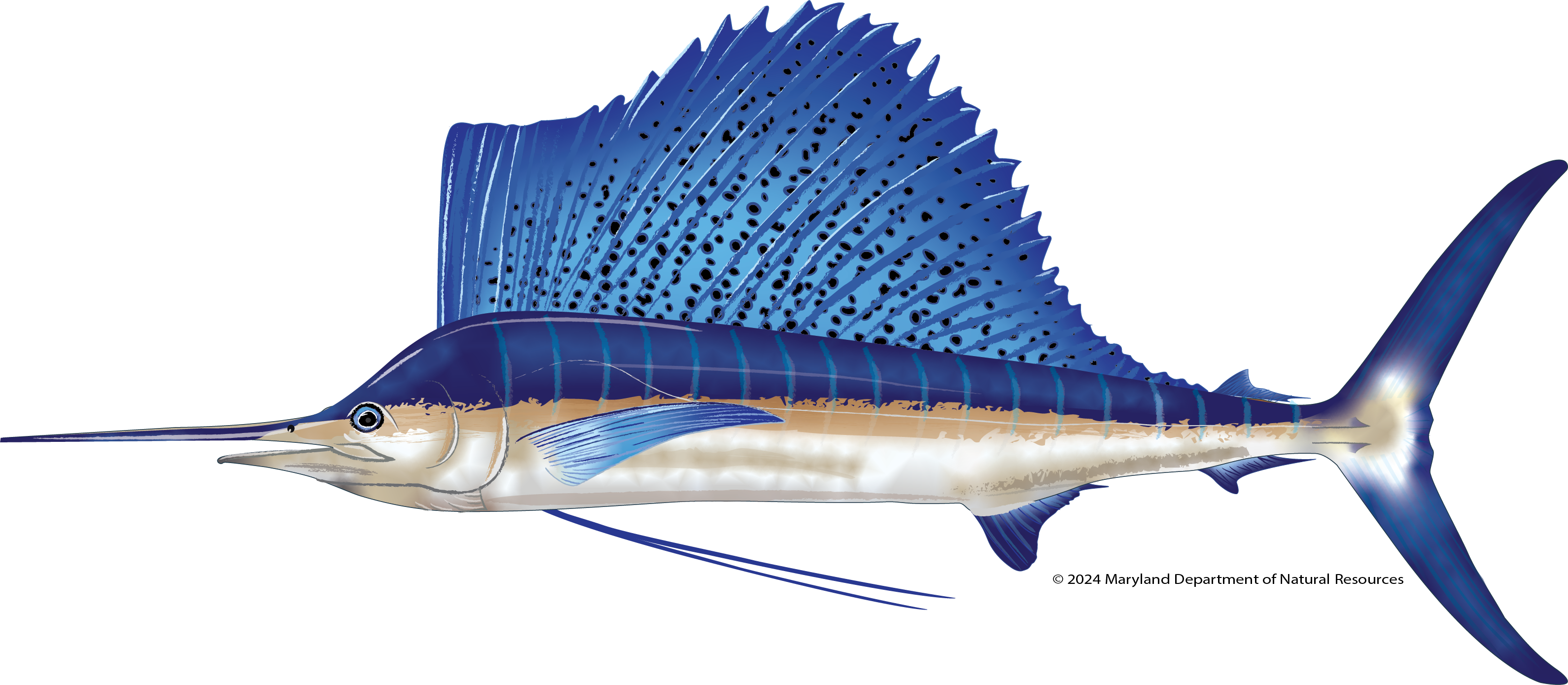 Atlantic Sailfish