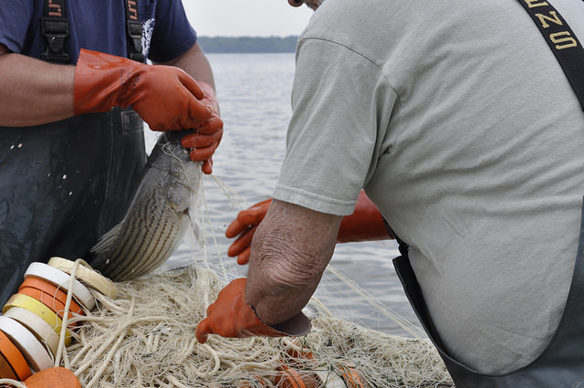 Commercial watermen pulling a striped bass out of a gill net.