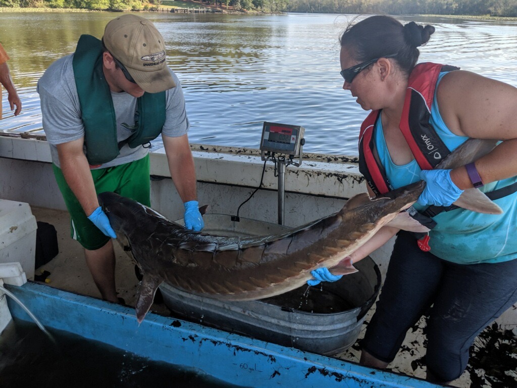 Sturgeon Conservation