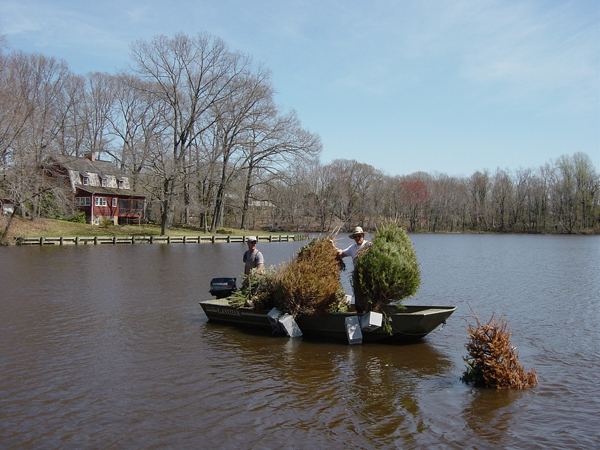 Biologist deployinh old Christmas Trees intt the water.