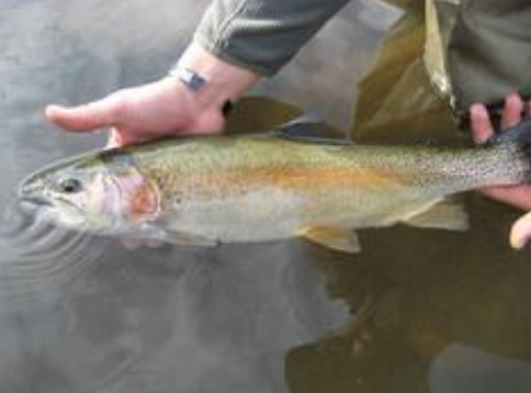 Rainbow trout being gently released into the water