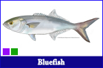 Bluefish