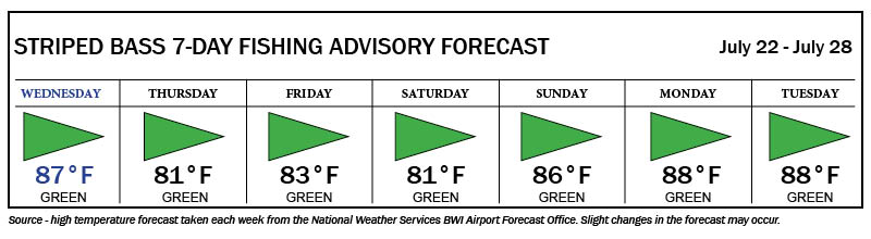 July 22 - 28 Striped Bass Advisory Forecast shows that all days are currently green for Striped Bass fishing.