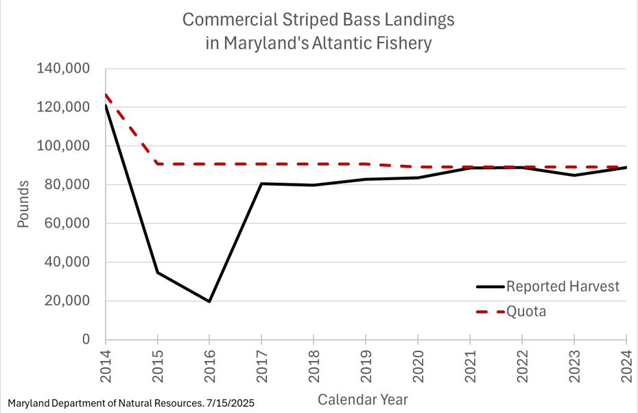 Striped Bass Landings7-15-2025.png