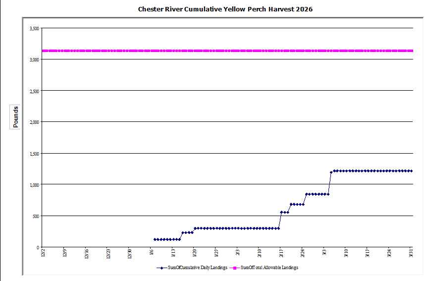 Commercial Chester River Yellow Perch Harvest
