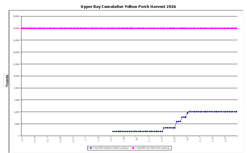 Commercial Upper Bay Yellow Perch Harvest