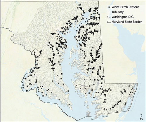 White Perch Spawning Areas