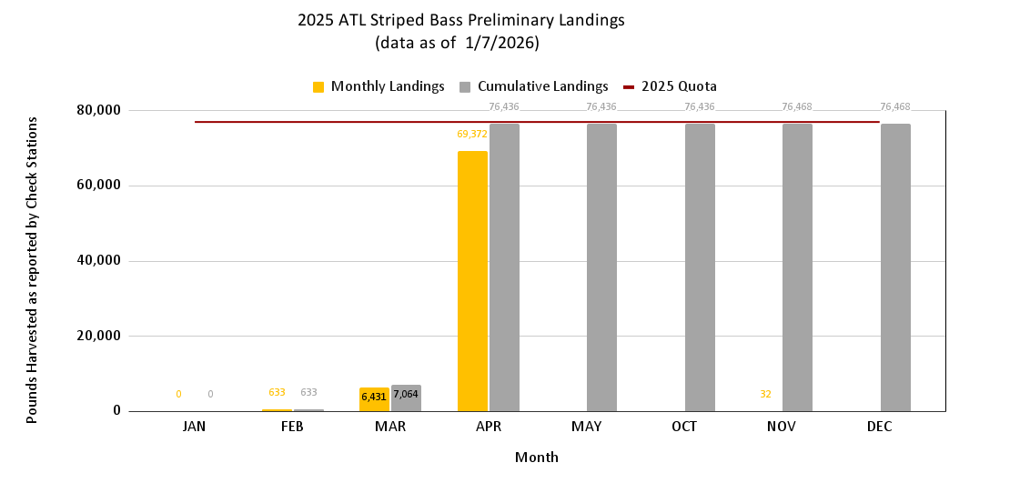2025 Atlantic Striped Bass Preliminary Landings