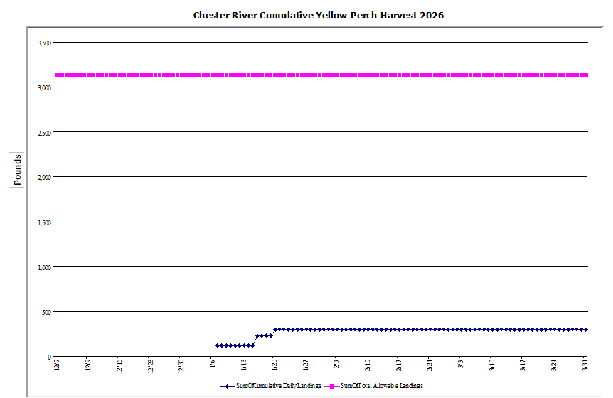 Commercial Chester River Yellow Perch Harvest