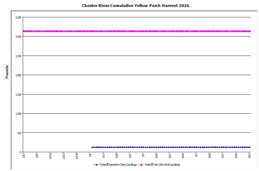Commercial Chester River Yellow Perch Harvest