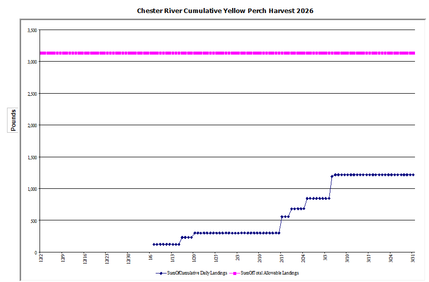 Commercial Chester River Yellow Perch Harvest