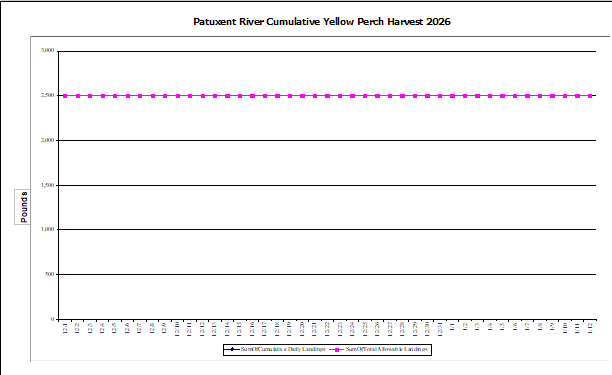 Commercial Upper Bay Yellow Perch Harvest