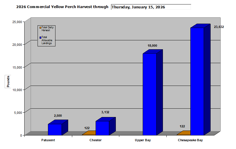 Commercial Yellow Perch Harvest