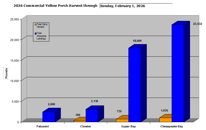 Commercial Yellow Perch Harvest