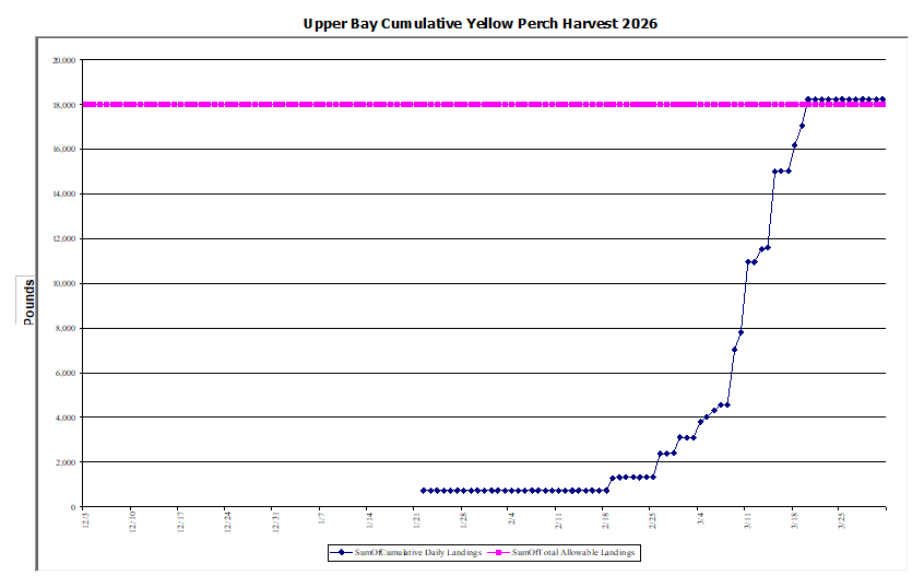 Commercial Upper Bay Yellow Perch Harvest