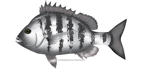 Sheepshead