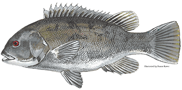 Tautog