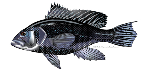 Black Sea Bass