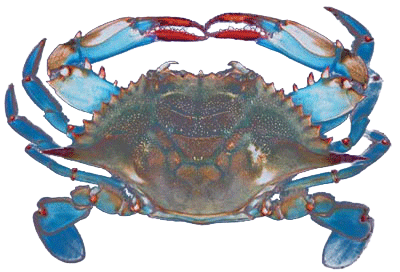 Shellfish - Blue Crab