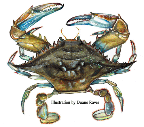 Shellfish - Blue Crab