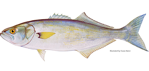 Bluefish