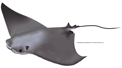Cownose Ray