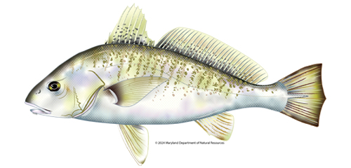 Atlantic Croaker