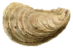 Shellfish - Eastern Oyster
