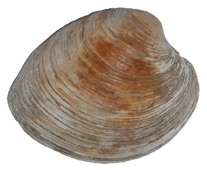 Shellfish - Hard Shell Clam