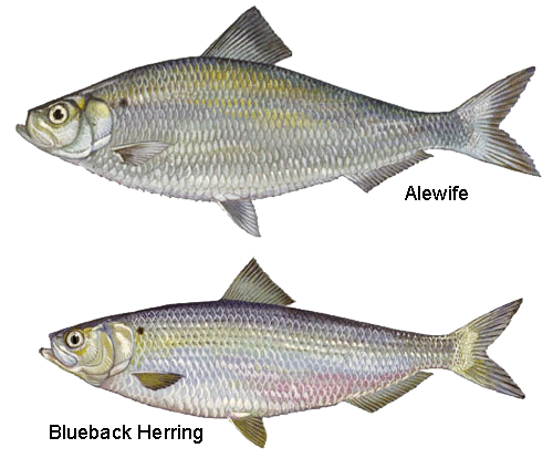 Alewife and Blueback Herring