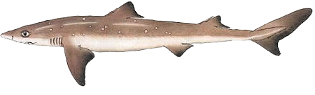 Spiny Dogfish Shark