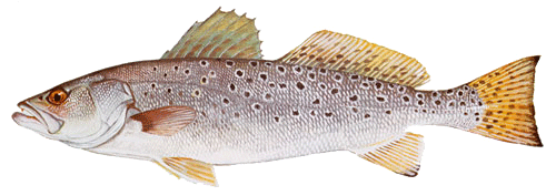 SHRIMP LOOK ALIKE Trout Salmon lrf  Wrasse Bass Sea trout FLASH PRAWN
