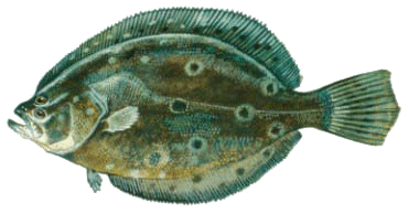 Image result for flounder