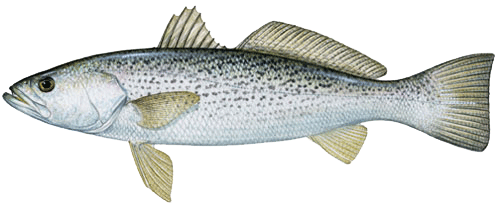 Maryland Fish Facts