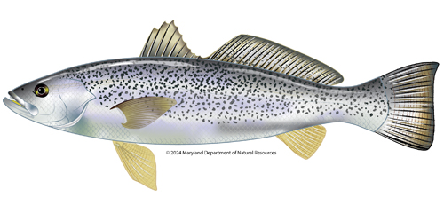 Weakfish