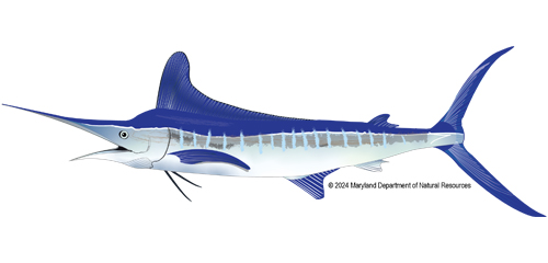 White Marlin