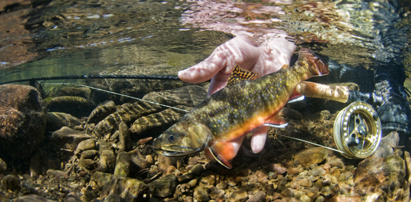 Brook Trout being released under water.