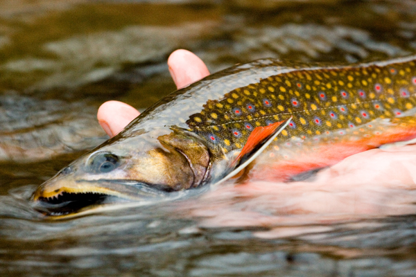 Brook trout in a person's hand.
