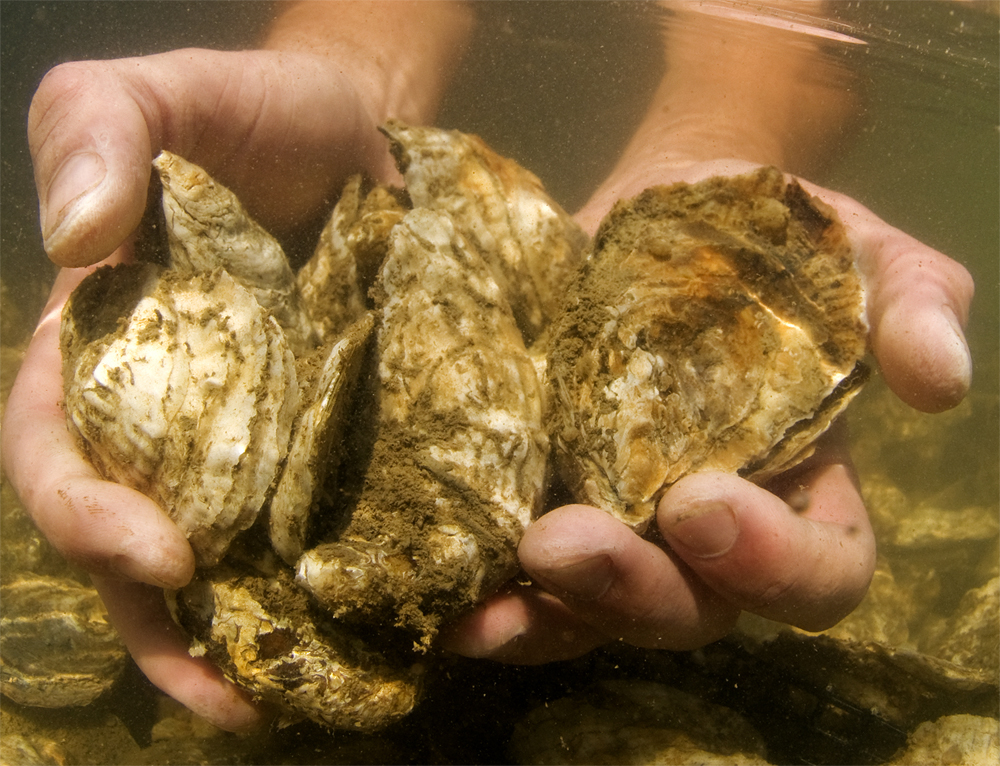 oysters being held in someone's hands underwater