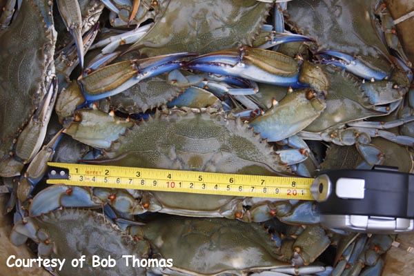 Blue crabs in a basket with the one on top being measured.