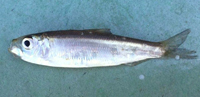 blueback herring
