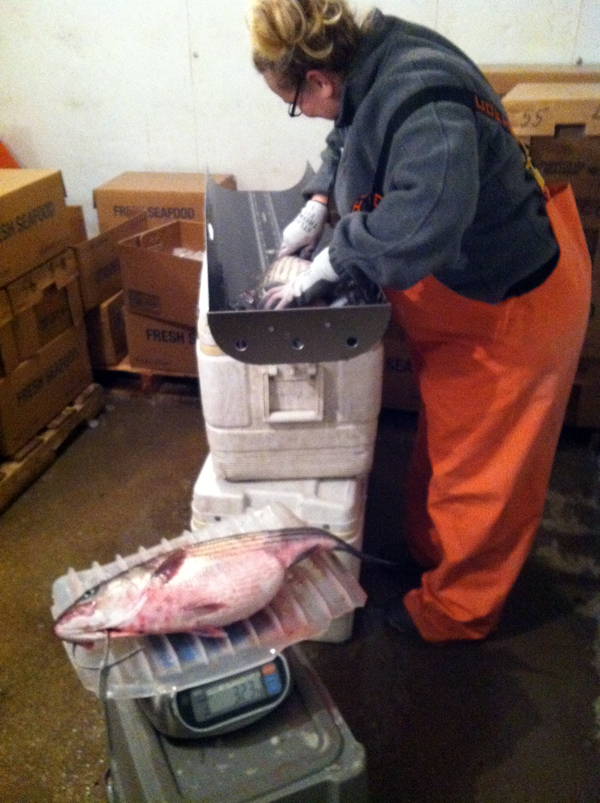 sampling striped bass at a commercial check station