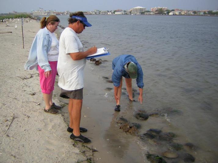 Counting Horshoe Crabs