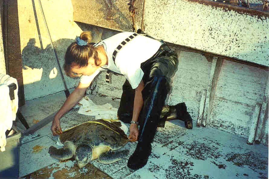 Tagging sea turtle